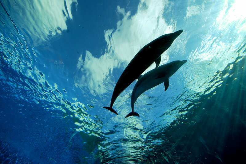 Two Dolphins Swimming — Blue, Serene, Afternoon, Photograph