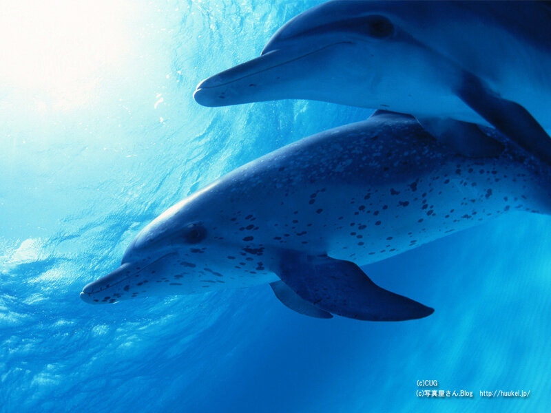 Two Dolphins Swimming — Blue, Serene, Afternoon
