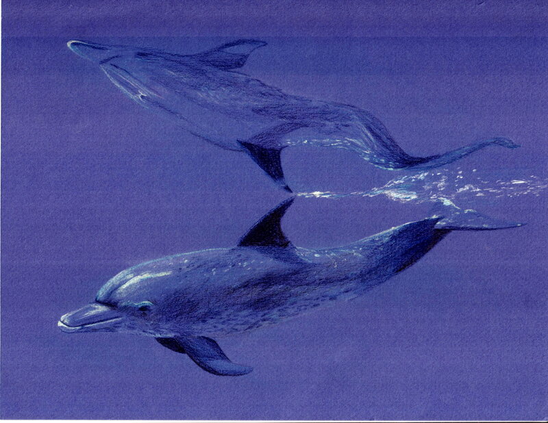 Two Dolphins Swimming — Blue, Serene, Illustration
