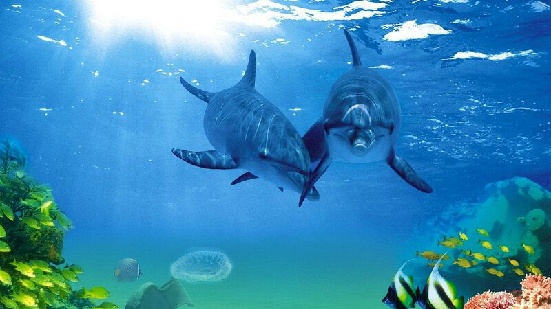 Two Dolphins Swimming — Blue, Serene, Photograph, Fish