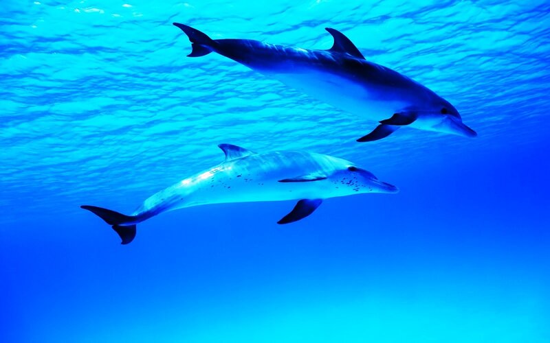 Two Dolphins Swimming — Blue, Serene, Photograph