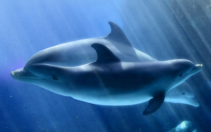 Two Dolphins Swimming — Blue, Serene, Photograph, Underwater, Sunlight