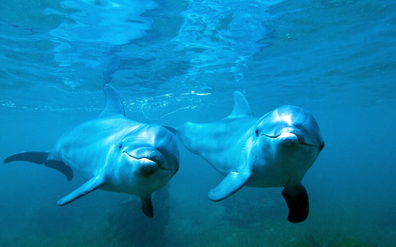 Two Dolphins Swimming — Blue, Serene, Photograph, Underwater
