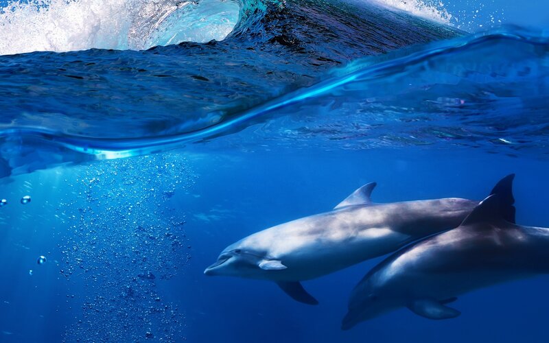 Two Dolphins Swimming — Blue, Serene, Photograph, Wave
