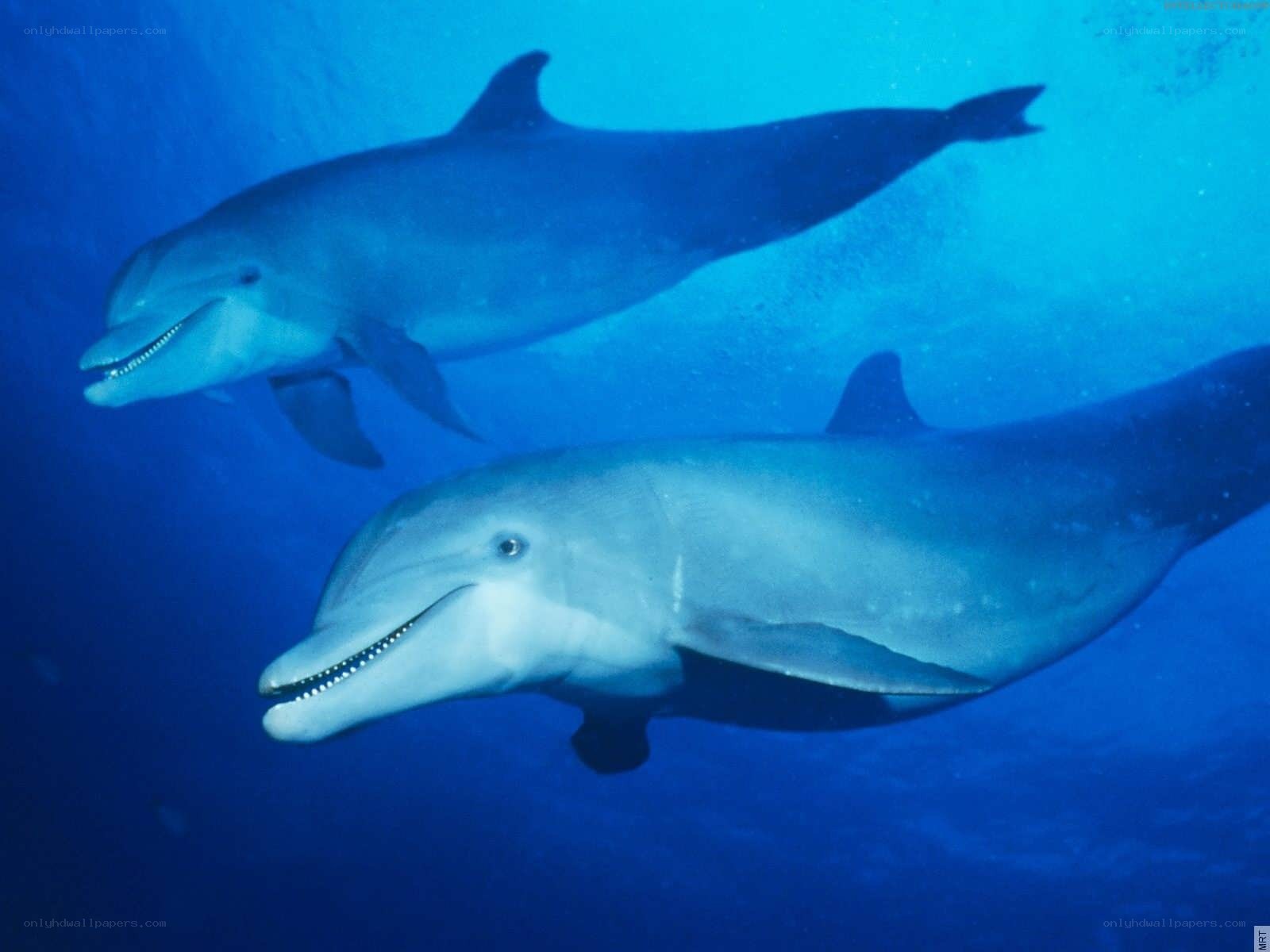 Two dolphins swimming underwater