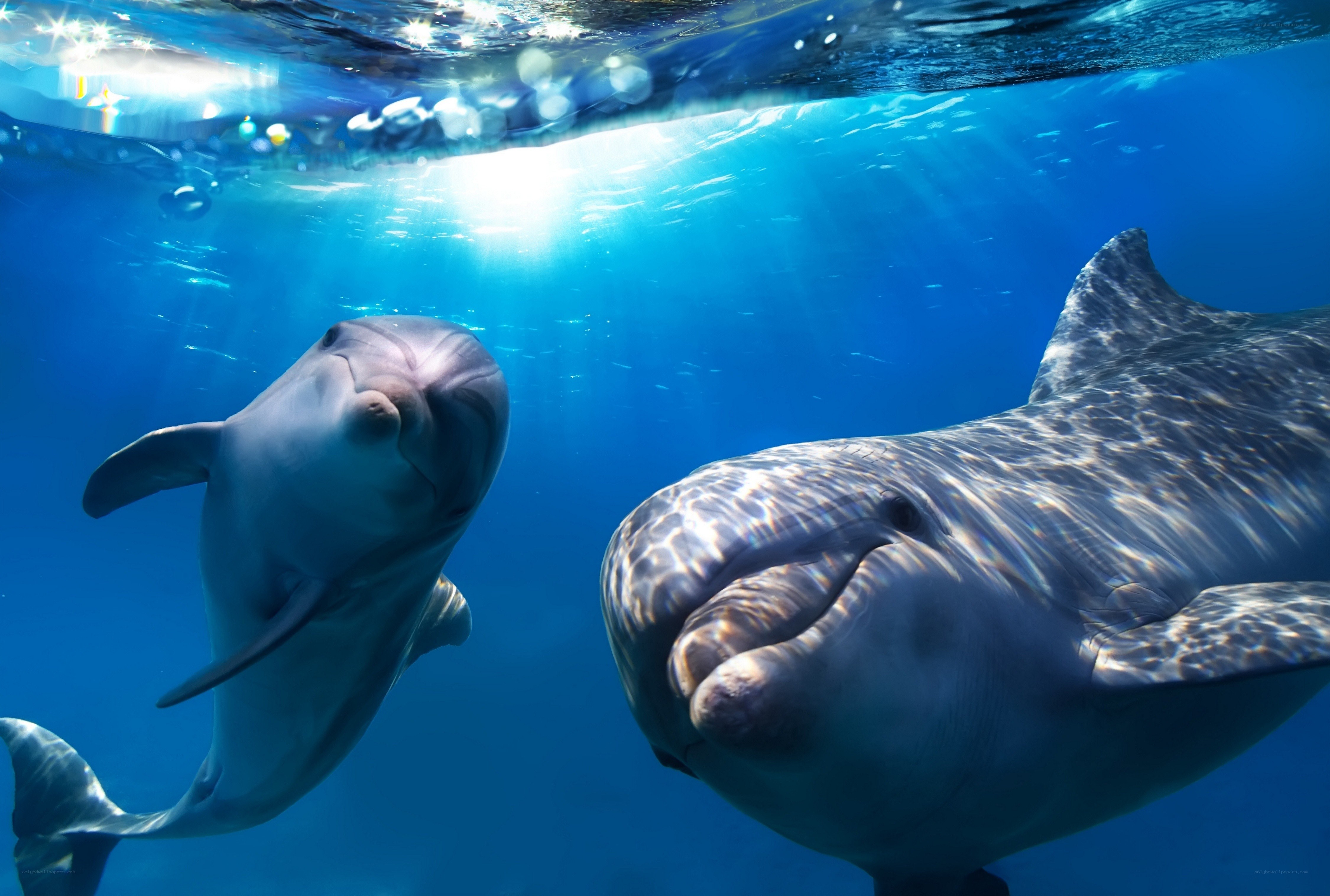 Two dolphins swimming underwater