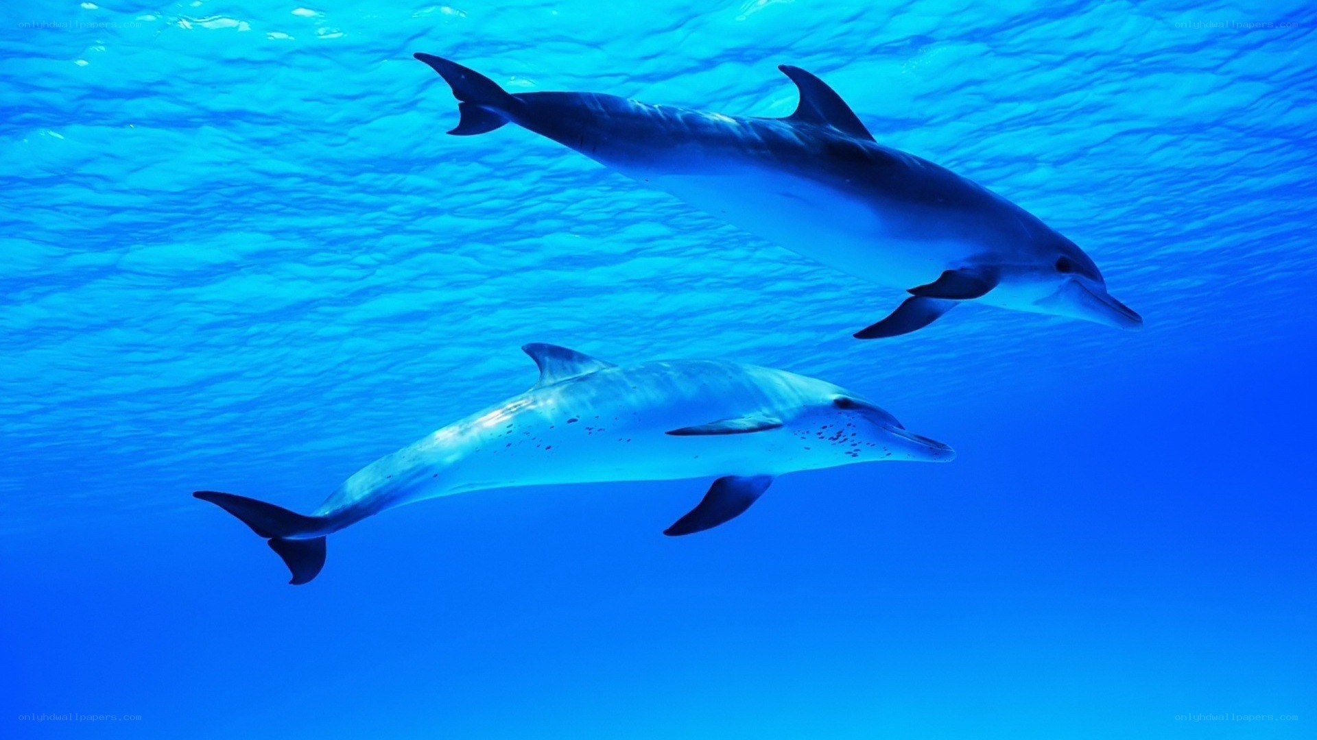 Two dolphins swimming underwater