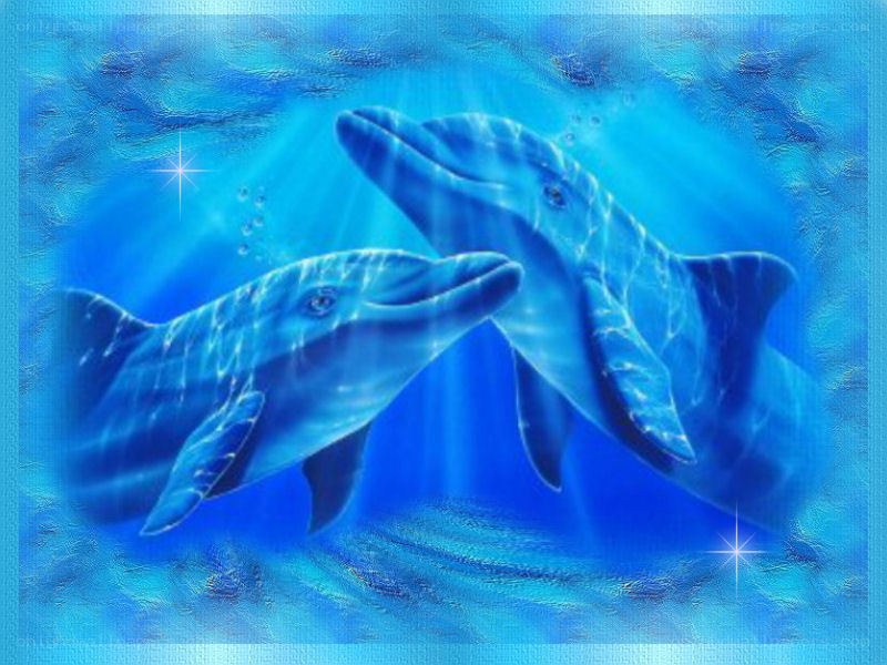 Two dolphins swimming underwater