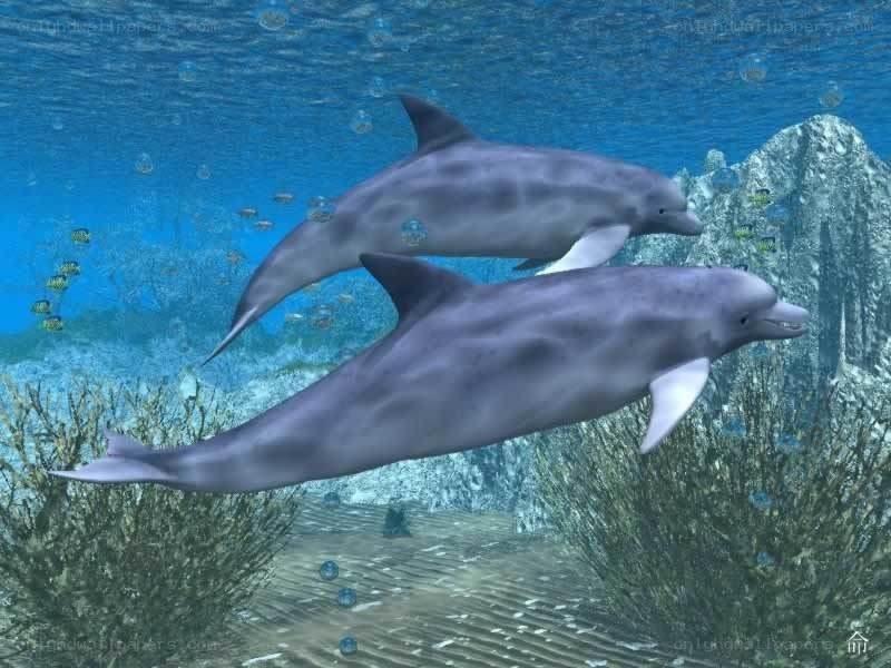 Two dolphins swimming underwater