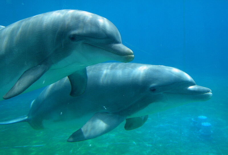 Two dolphins swimming underwater