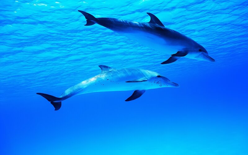 Two dolphins swimming underwater