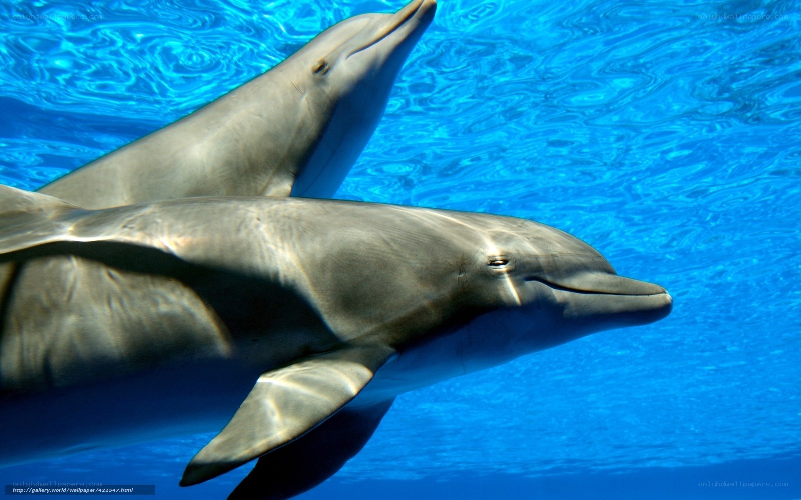 Two dolphins swimming underwater