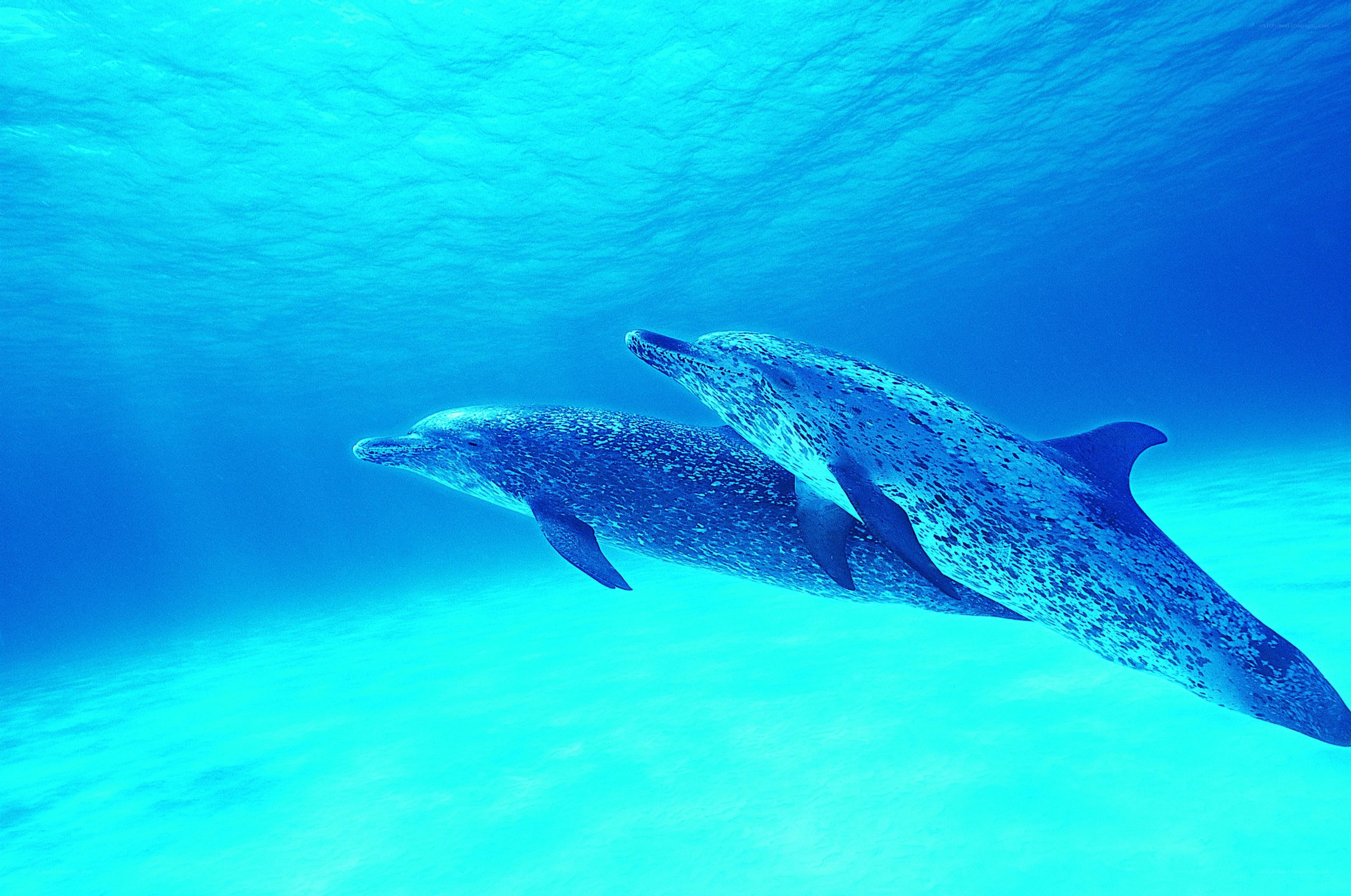 Two dolphins swimming underwater