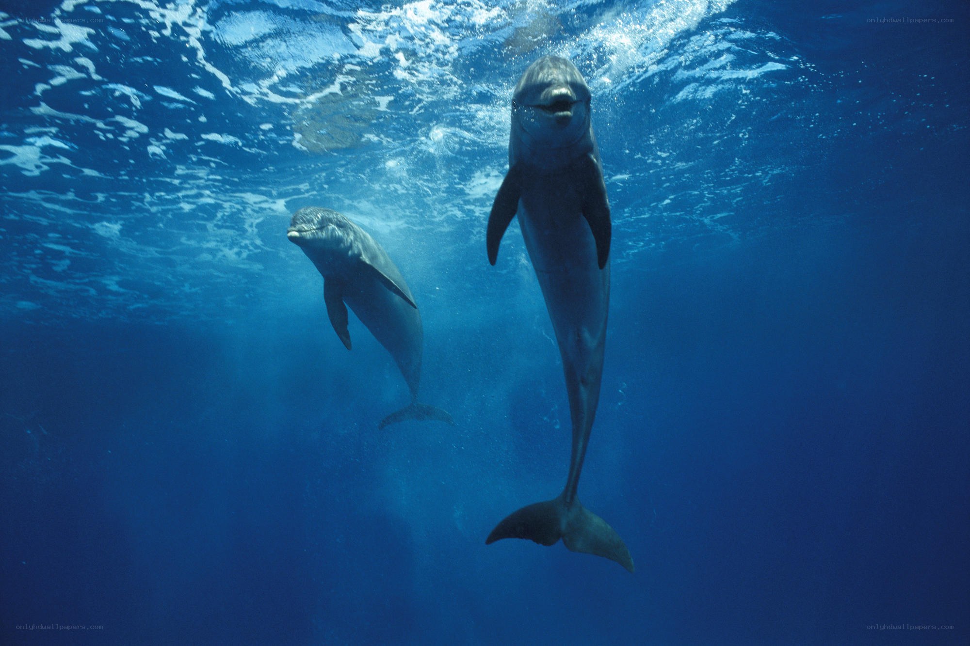 Two dolphins swimming underwater
