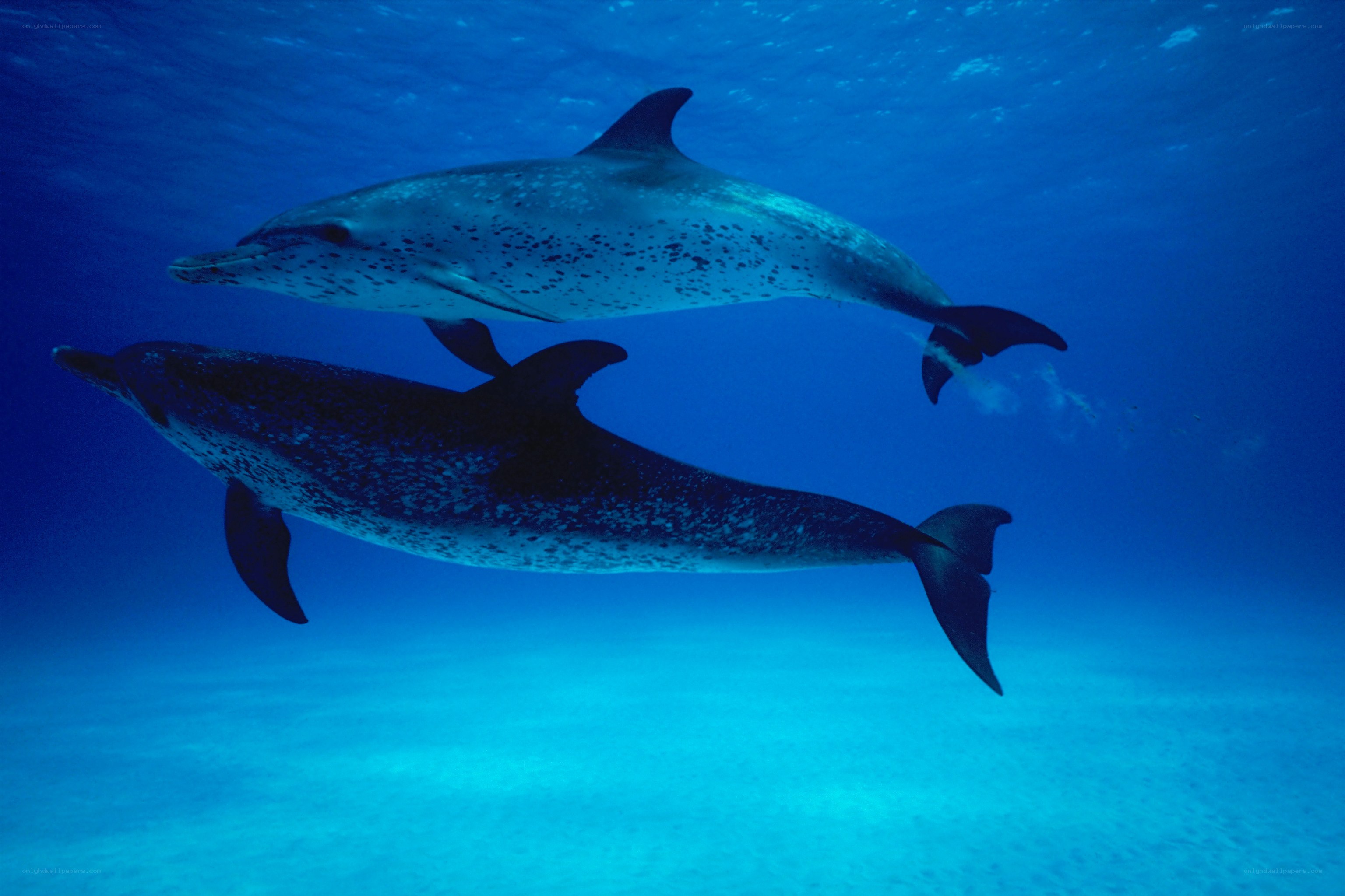 Two dolphins swimming underwater