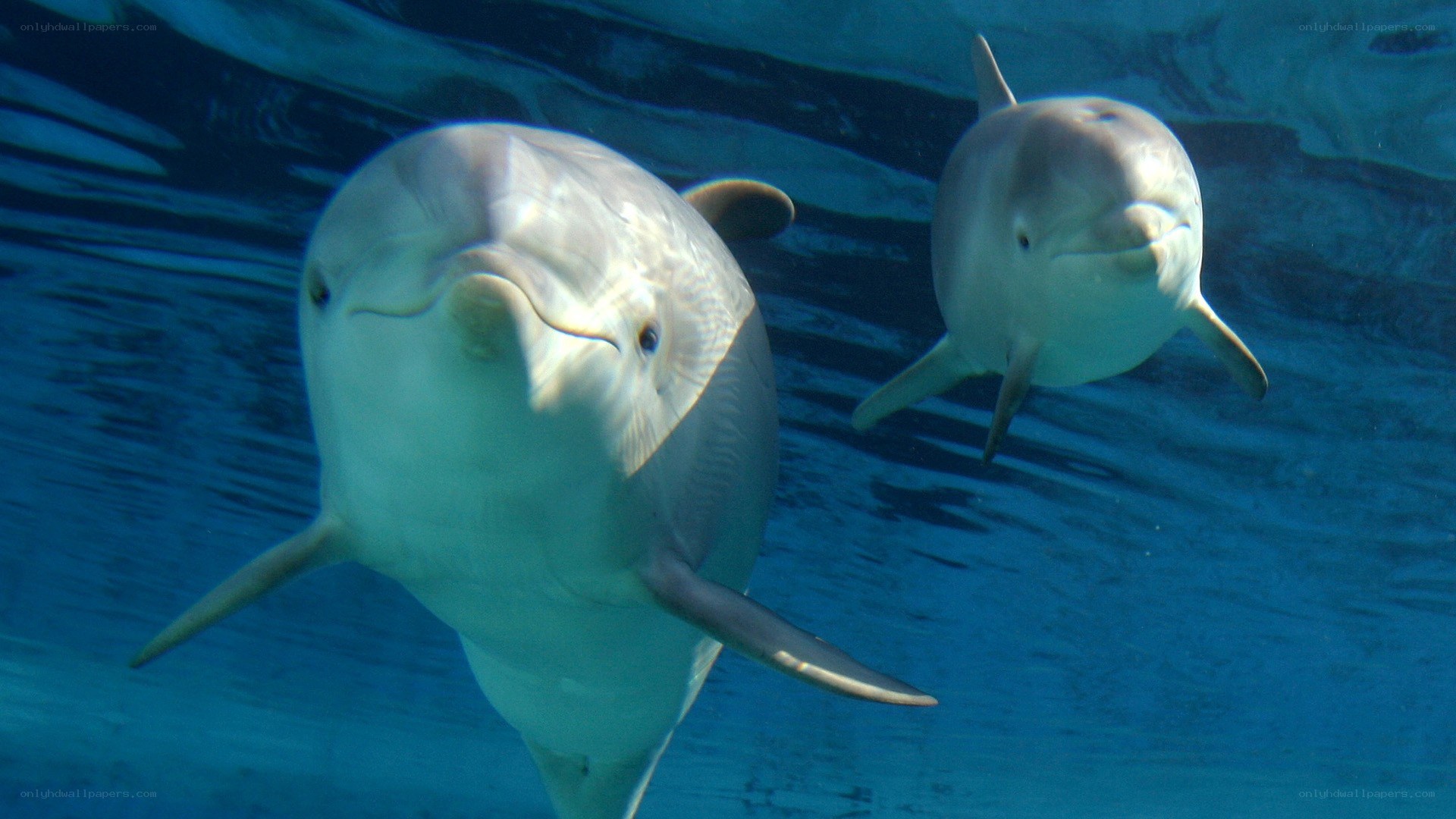 Two dolphins swimming underwater