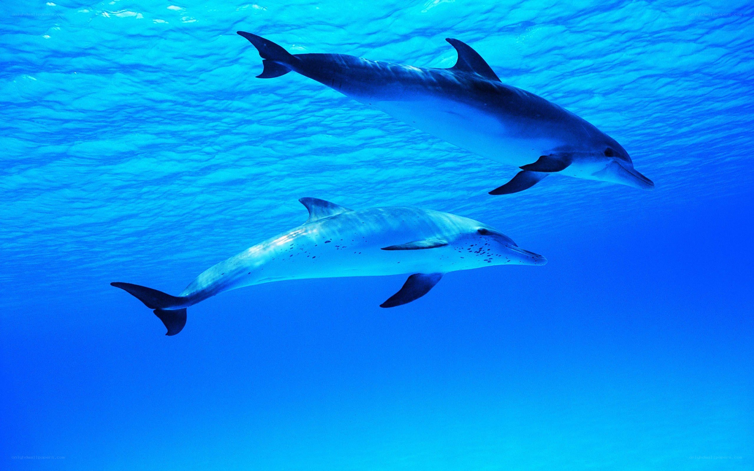 Two dolphins swimming underwater