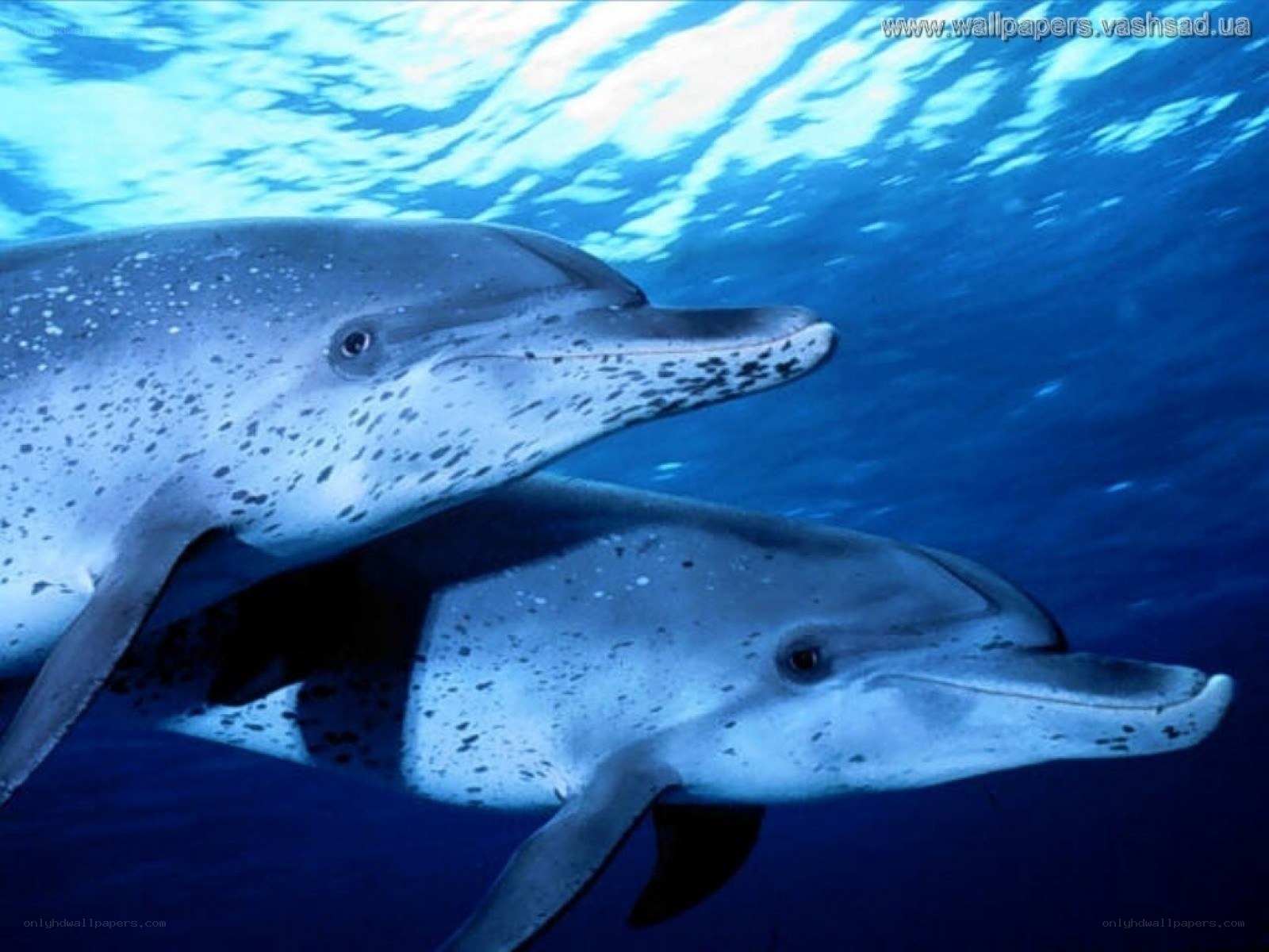 Two dolphins swimming underwater