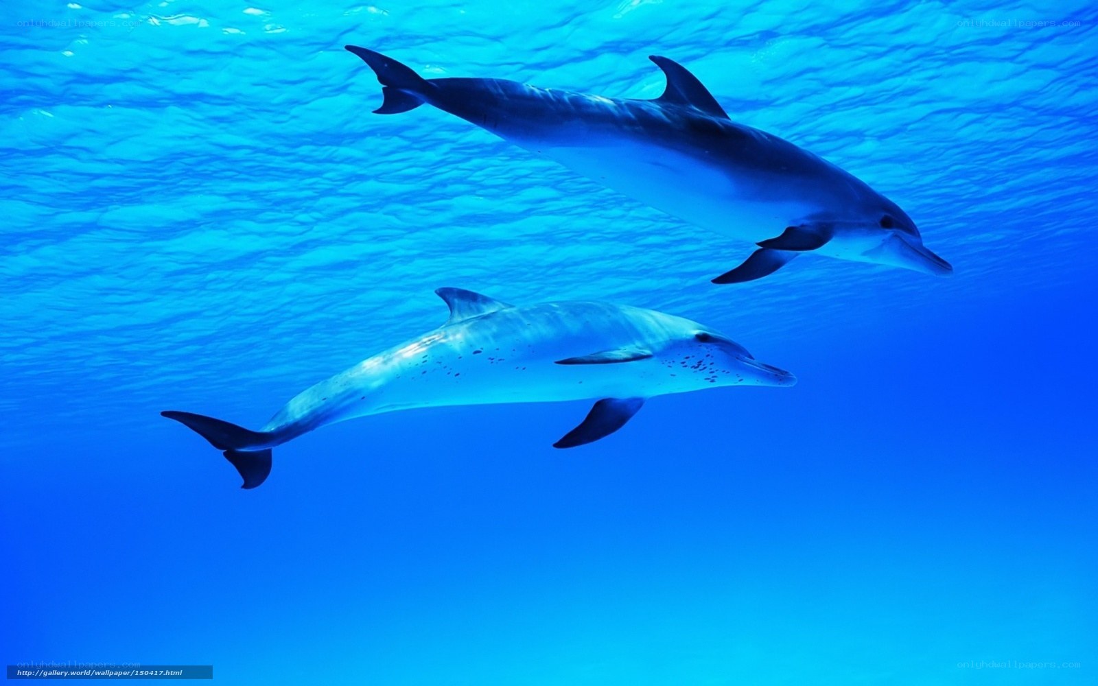 Two dolphins swimming underwater