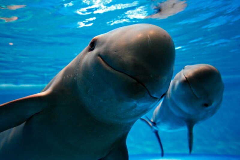 Two Dolphins Underwater — Blue, Calm