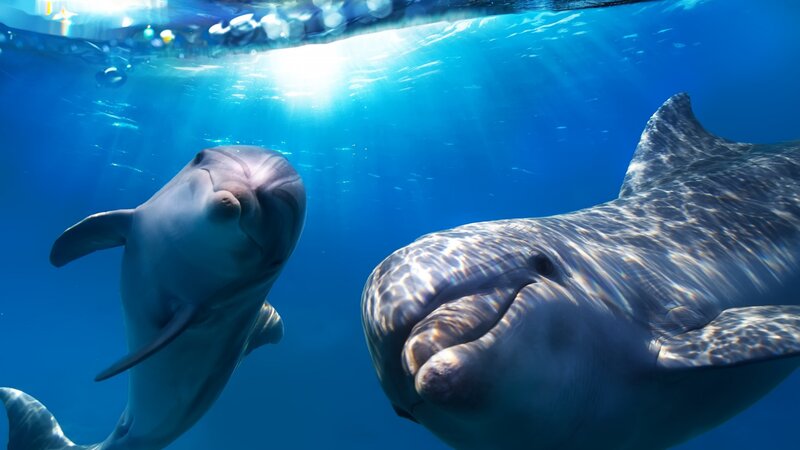 Two Dolphins Underwater — Blue, Serene, Afternoon
