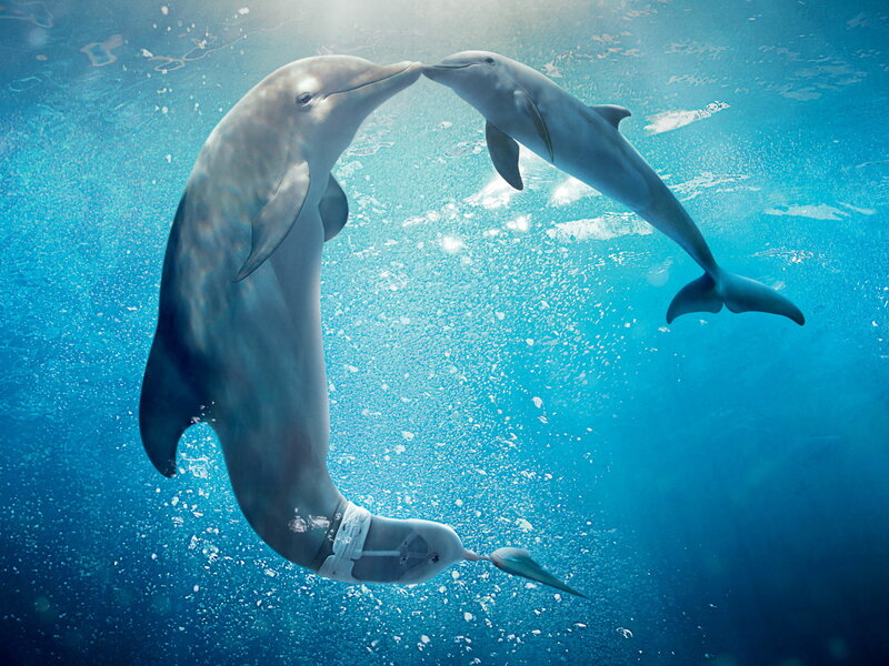 Two Dolphins Underwater — Blue, Serene, Photograph, Bubbles