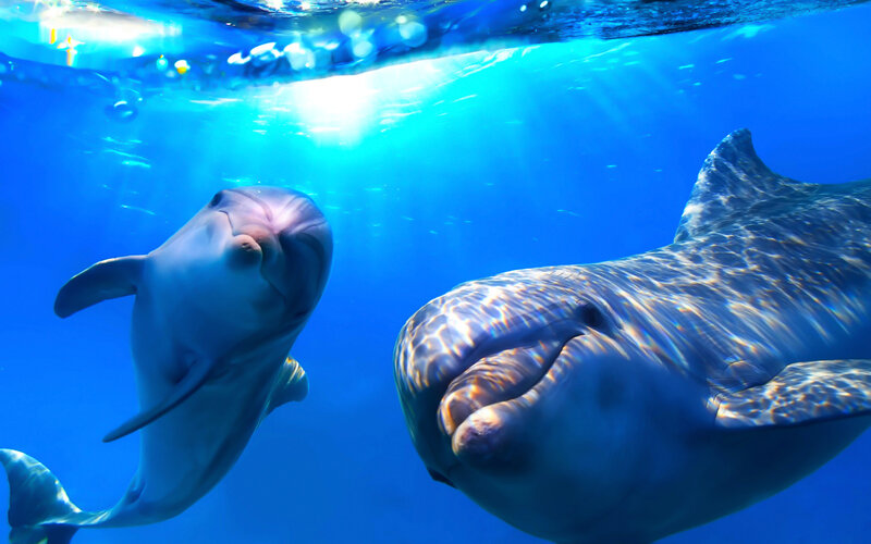 Two Dolphins Underwater — Blue, Serene, Photograph