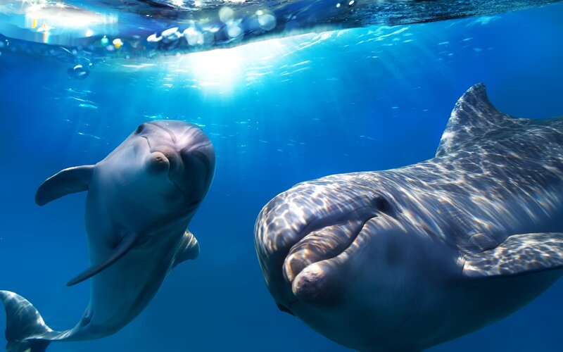 Two Dolphins Underwater — Blue, Serene