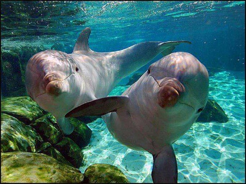 Two Dolphins Underwater — Blue