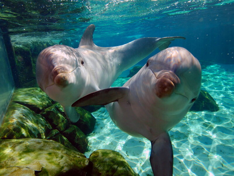 Two Dolphins Underwater
