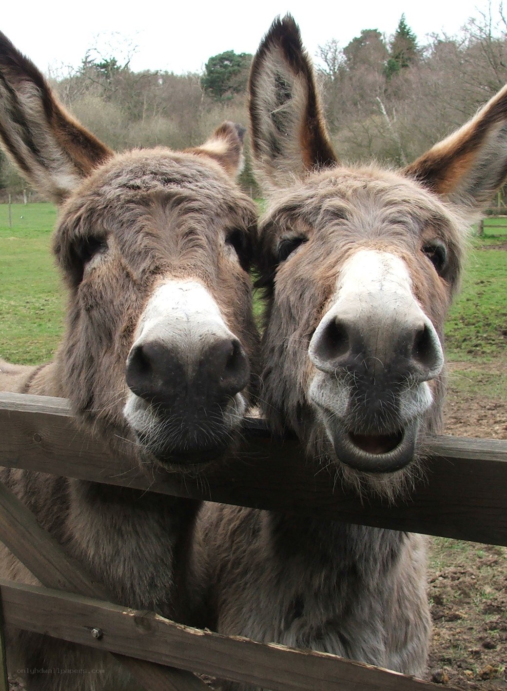 Two donkeys at a fence