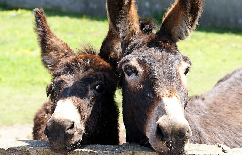 Two Donkeys at Fence