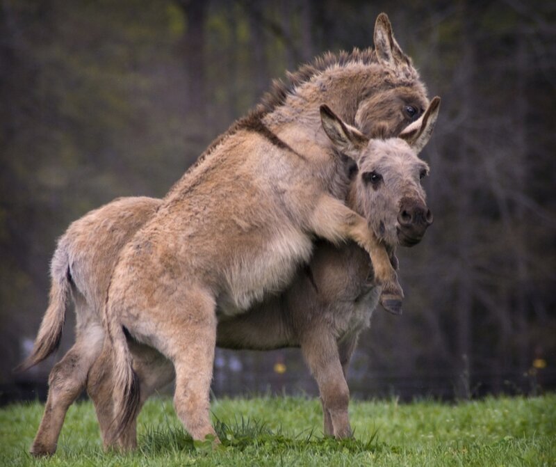Two Donkeys Fighting