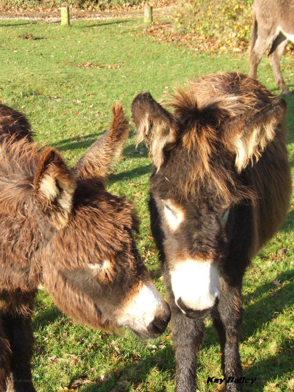 Two donkeys in a field