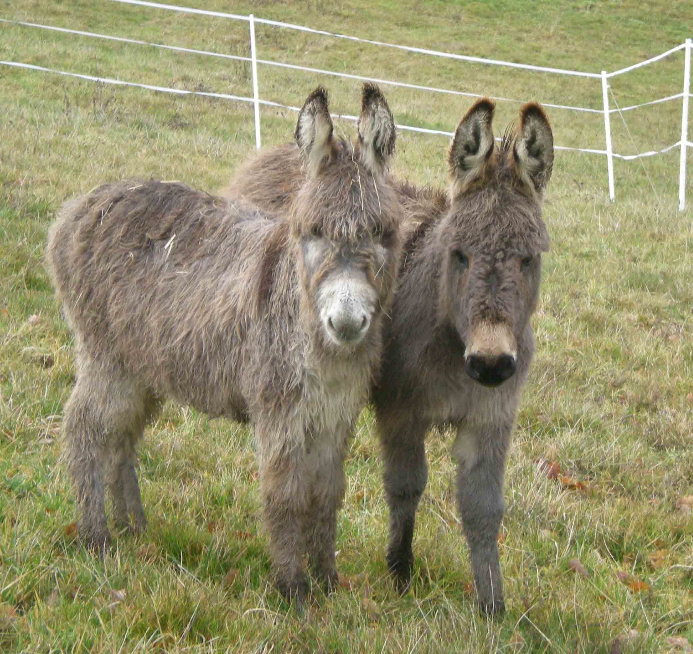 Two donkeys in a grassy field