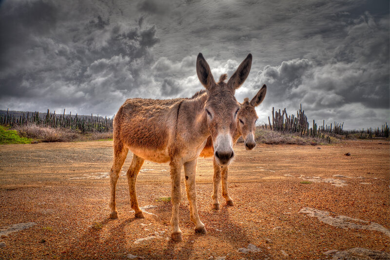 Two Donkeys in Desert — Brown