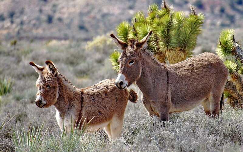 Two donkeys in desert landscape