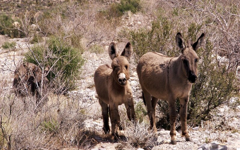 Two Donkeys in Desert
