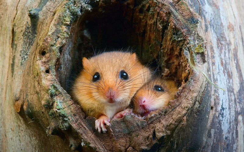 Two Dormice in Hollow