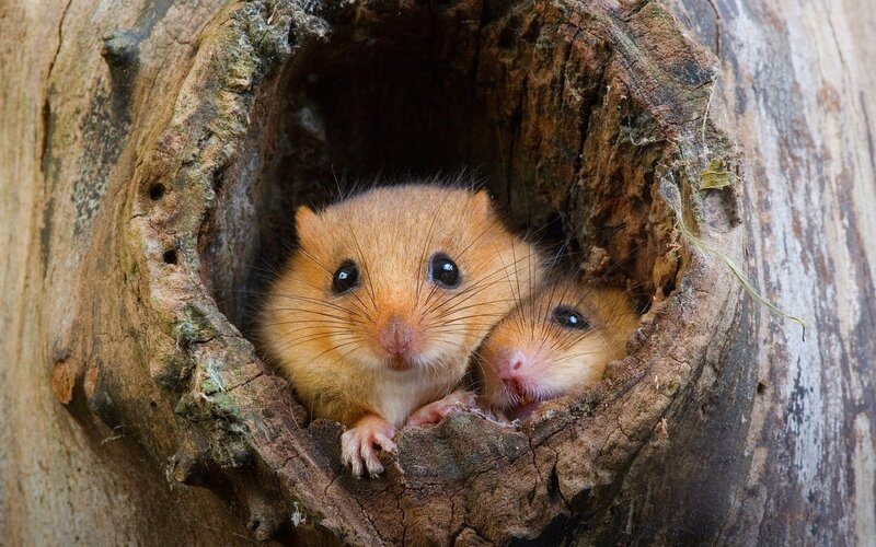 Two Dormice in Tree Hole