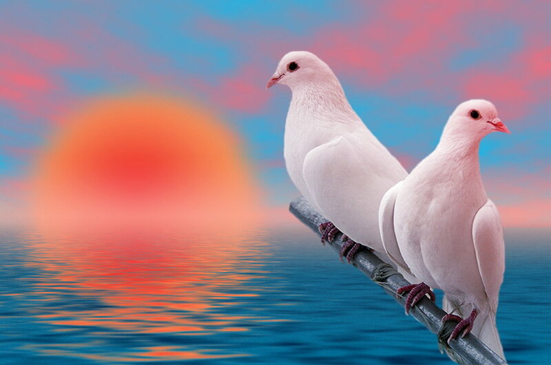 Two doves at sunset