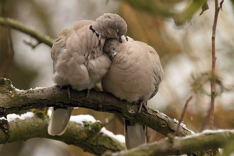 Two doves cuddling on a branch