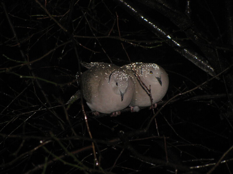 Two doves in a nest at night