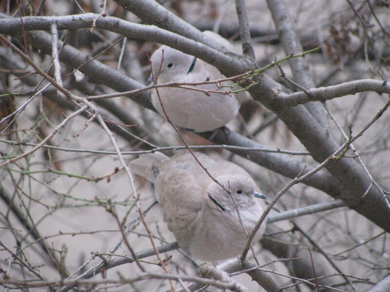 Two doves in a tree