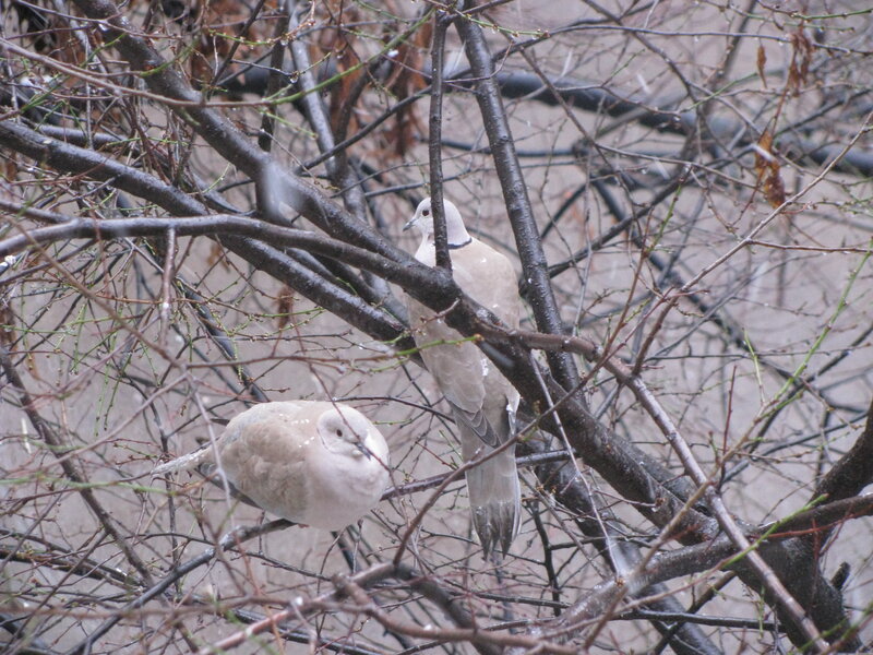 Two doves in bare branches
