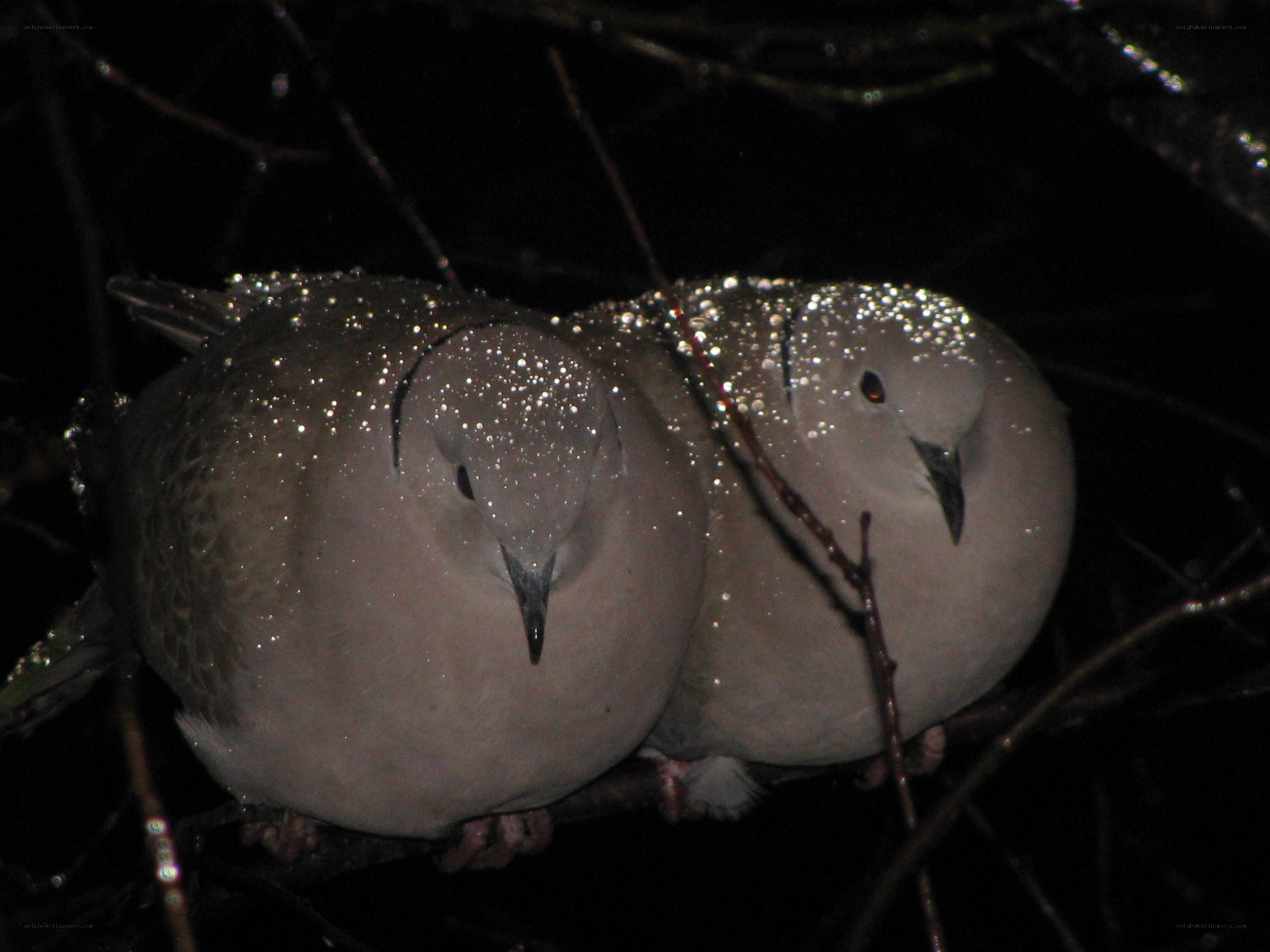 Two doves in the rain