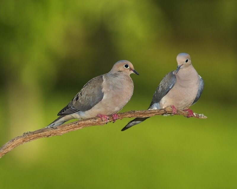 Two doves on a branch