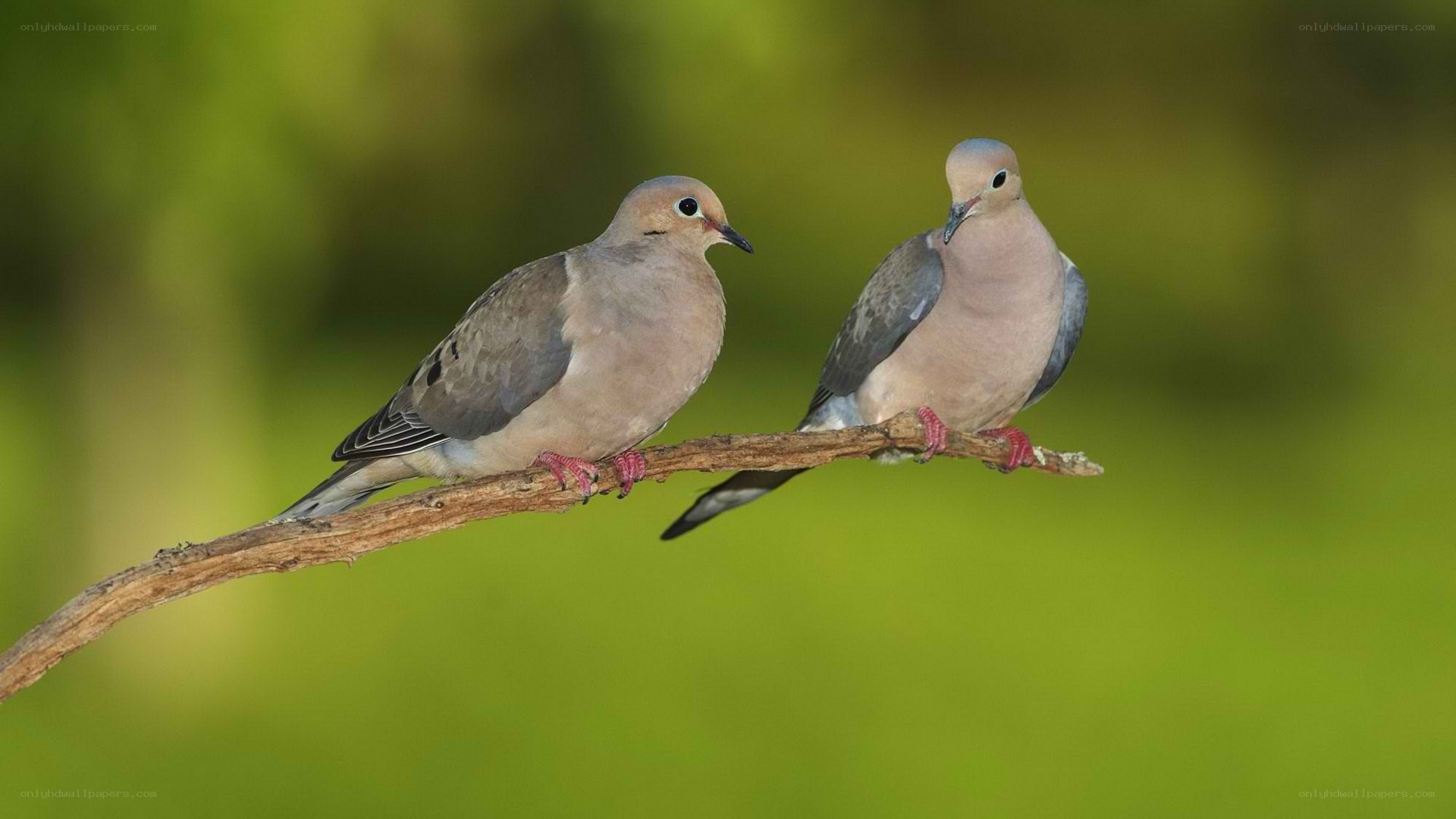 Two doves on a branch