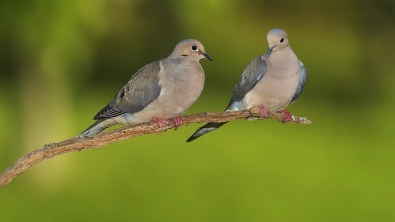 Two doves on a branch