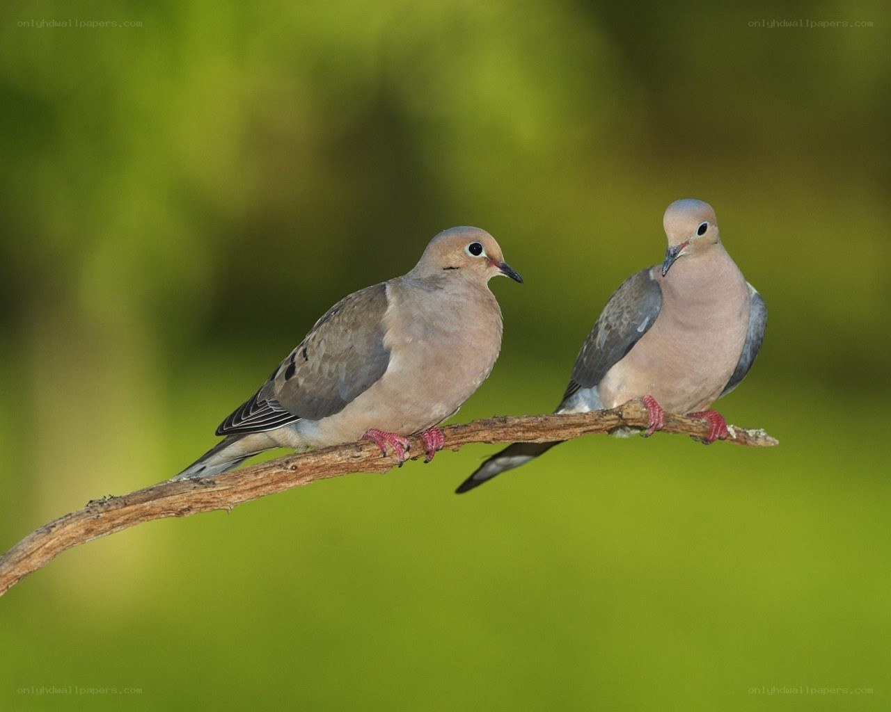 Two doves on a branch